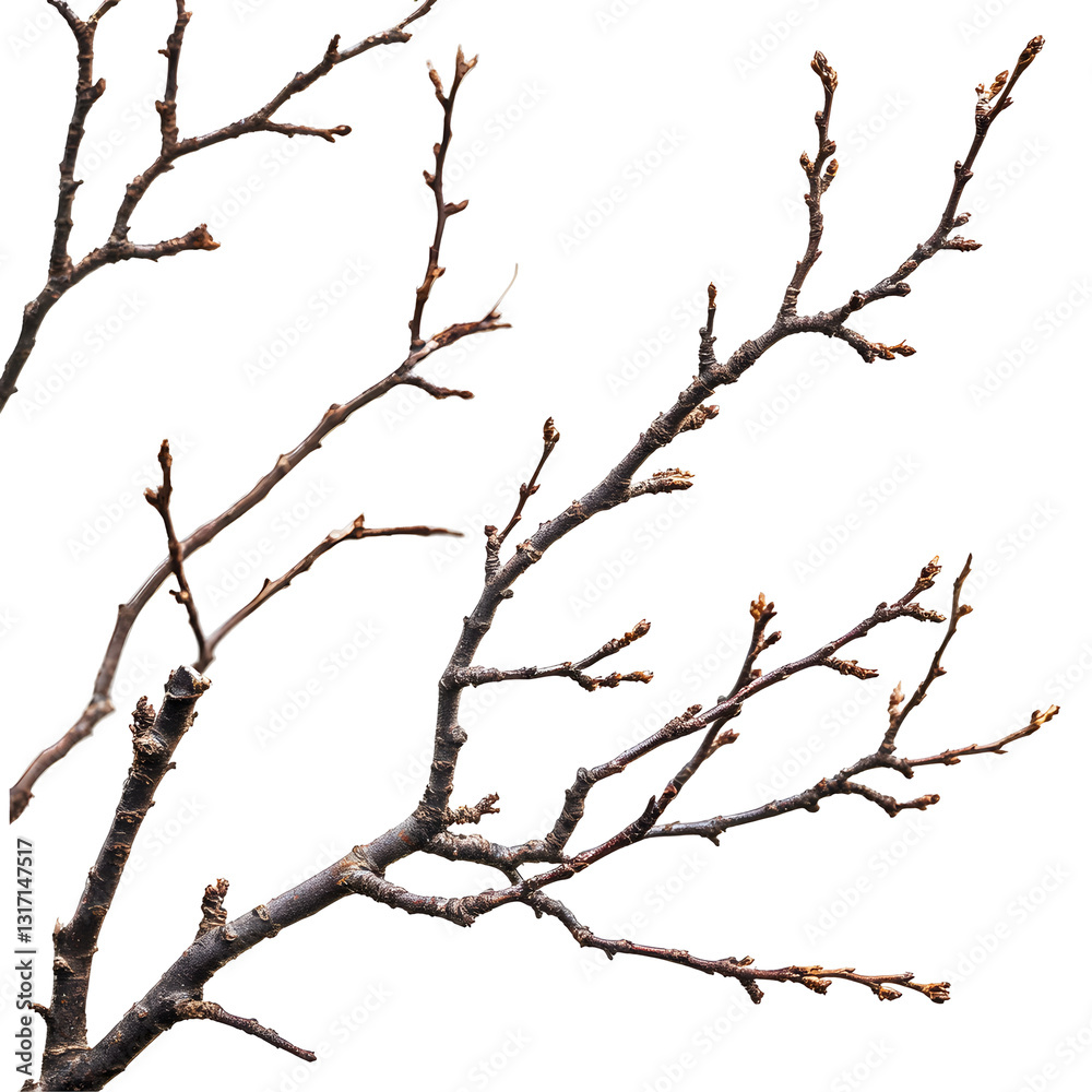 Macro dry branches on white or transparent background Macro dry branches on white or transparent background