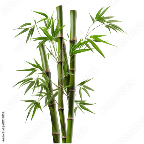 bamboo isolated on white background