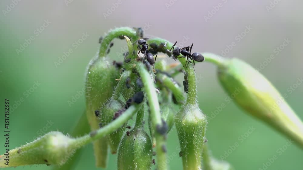 Aphids insects ants eating them destructive insects pests aphididae