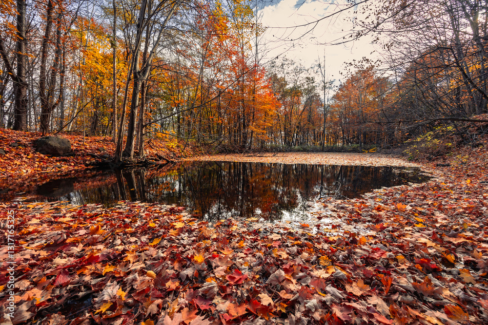 Magnificent colorful Fall day in Rougemont park, Quebec Magnificent colorful Fall day in Rougemont park, Quebec