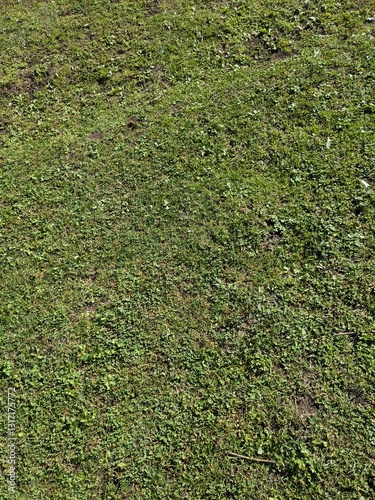 A texture photograph of lush green grass, covering the entire frame