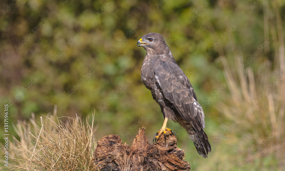 Fototapeta premium Common Buzzard in autumn at a wet forest
