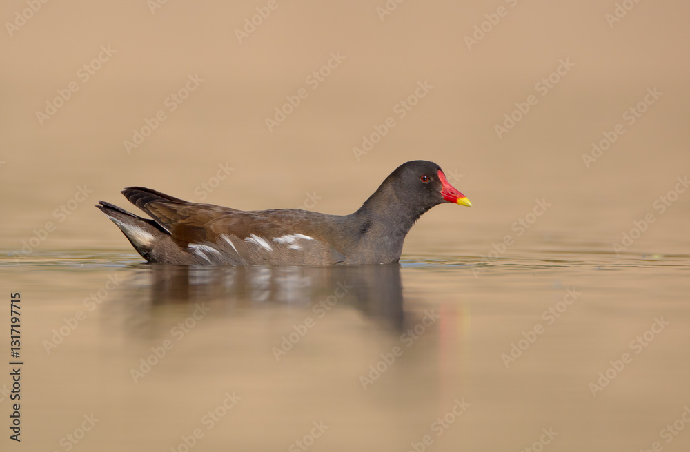 The common moorhen - adult bird in spring
