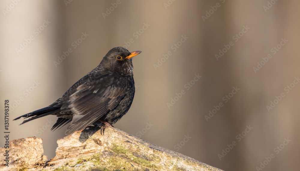 Common blackbird - adult male in winter at a wet forest Common blackbird - adult male in winter at a wet forest