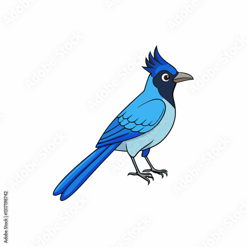 blue jay isolated on white background