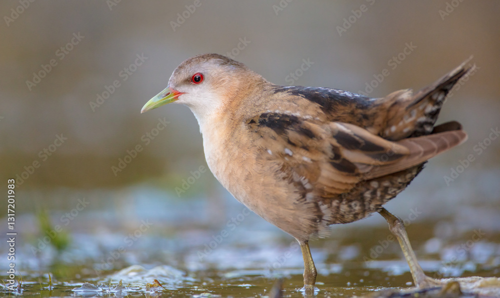 Little Crake - female feeding at a wetland Little Crake - female feeding at a wetland