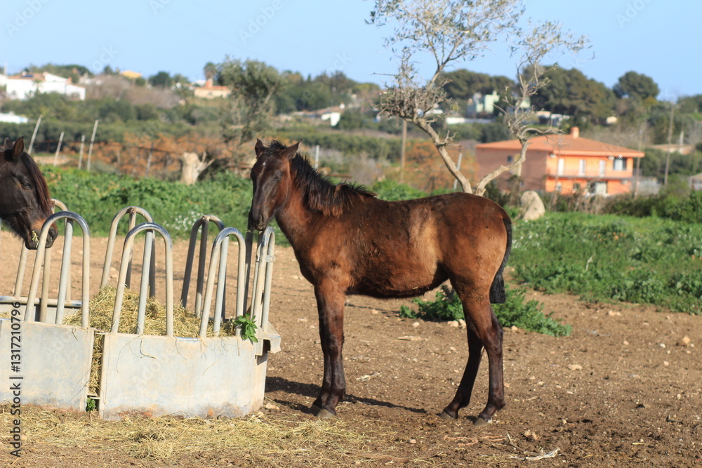 Naklejka premium horse and foal in farm