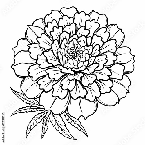 Marigold flower line art