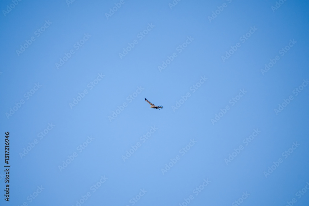 a buzzard (Buteo buteo) in flight, clear blue sky a buzzard (Buteo buteo) in flight, clear blue sky