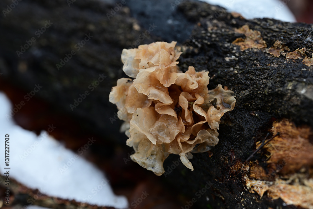 雨降り後のハナビラニカワタケ