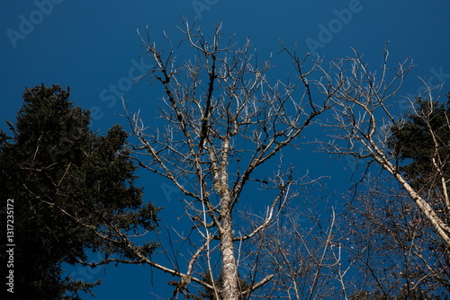tree branches against blue sky