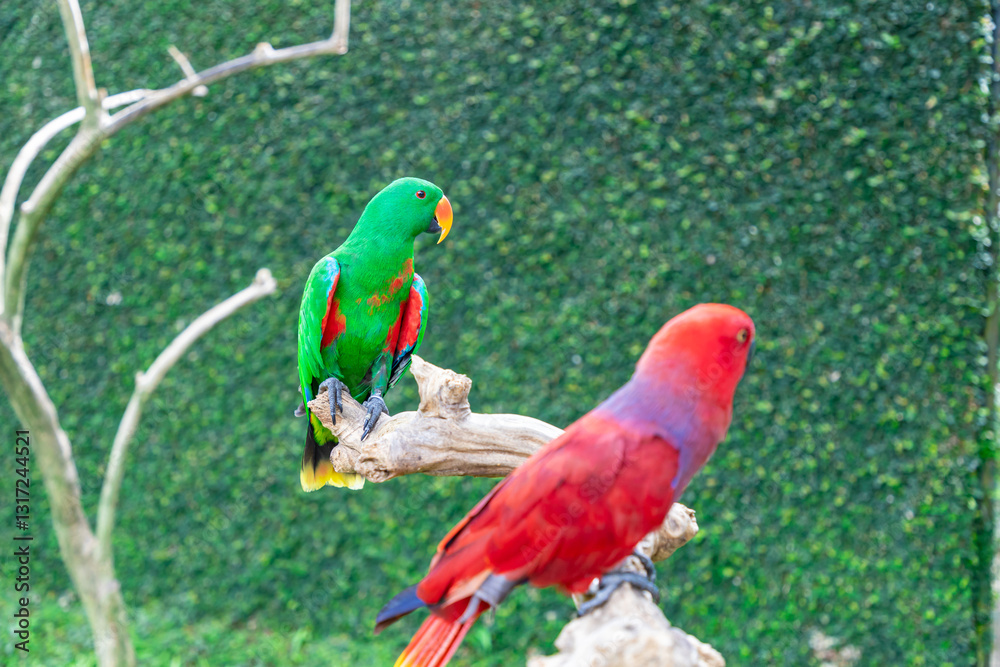 Closeup of the colorful Fischer's lovebird, Agapornis fischeri, parrot bird perched