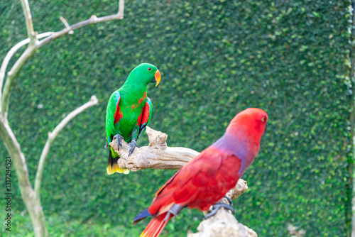 Obraz na płótnie Closeup of the colorful Fischer's lovebird, Agapornis fischeri, parrot bird perched w salonie