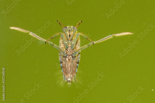Backswimmer insect floating upside down in water; legs splayed wide in its aquatic environment