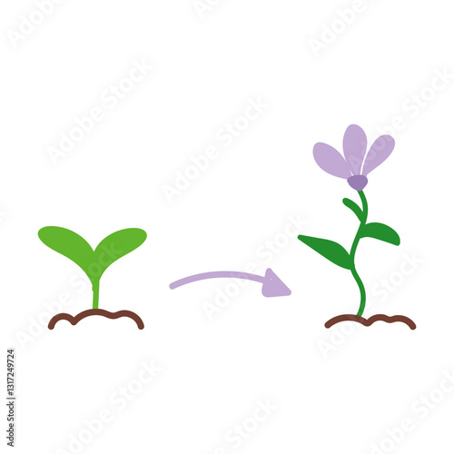 Plant growth in two stage in flat cartoon design. Green seedling developing to blooming flower. Sapling germination phase in greenhouse. Agriculture, horticulture and farming. Vector illustration