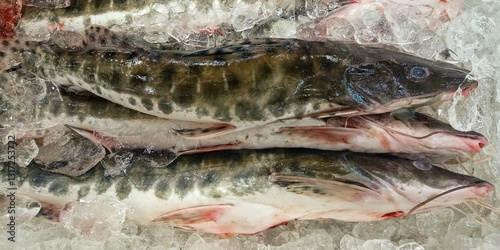 Some Surubim or Pintado fish from the state of Maranhão, Brazil preserved in ice, a leathery, scaleless fish found along the Amazon River, whose scientific name is Pseudoplatyatoma fasciatum photo