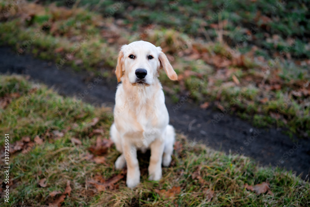 Beautiful Golden retriever puppy in a field. Young dog outdoors. Beautiful Golden retriever puppy in a field. Young dog outdoors.