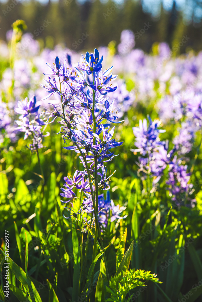 Fototapeta premium Close Up Of Beautiful Purple Flower