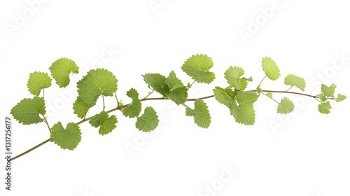 Delicate creeping charlie foliage isolated against a clean white backdrop