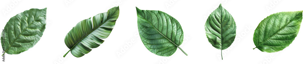 Obraz premium Leaf on transparent background collection set