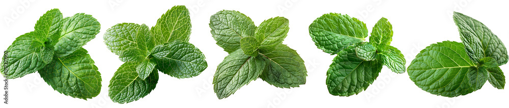 Mint on transparent background collection set Mint on transparent background collection set