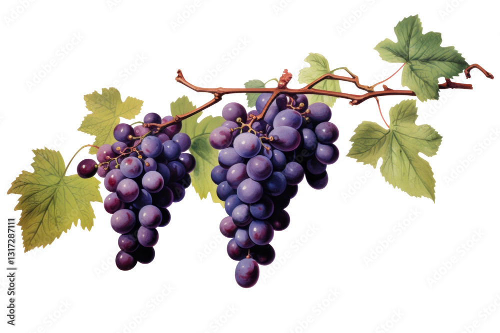 Fototapeta premium A branch or ripe grapes