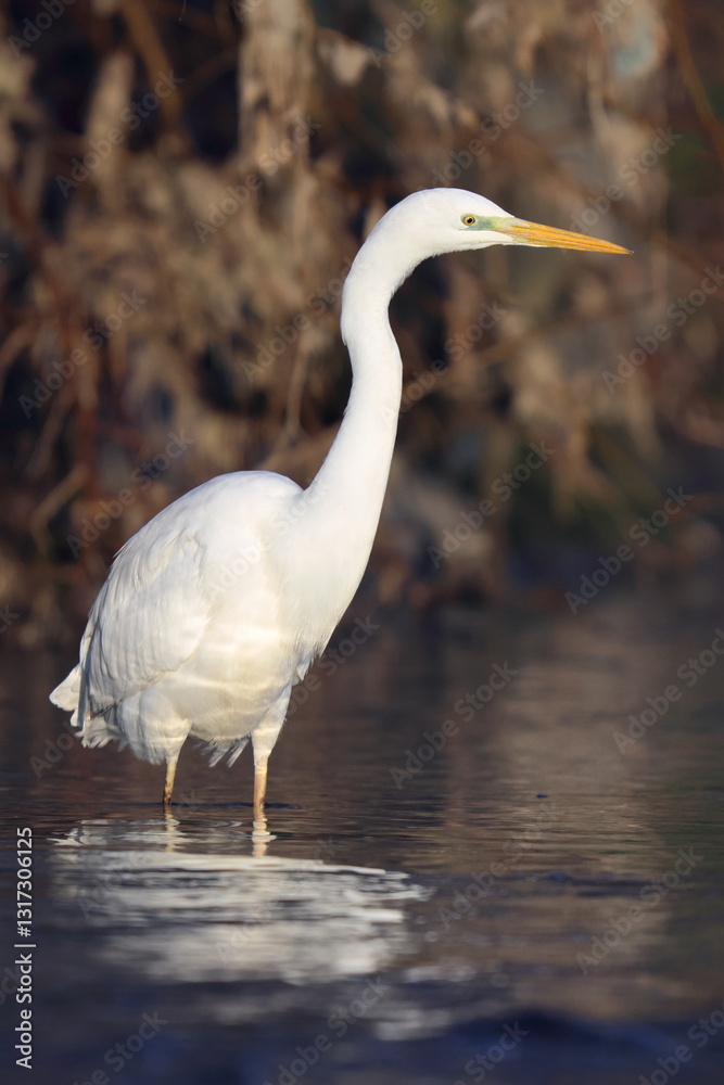 Obraz premium a mollo