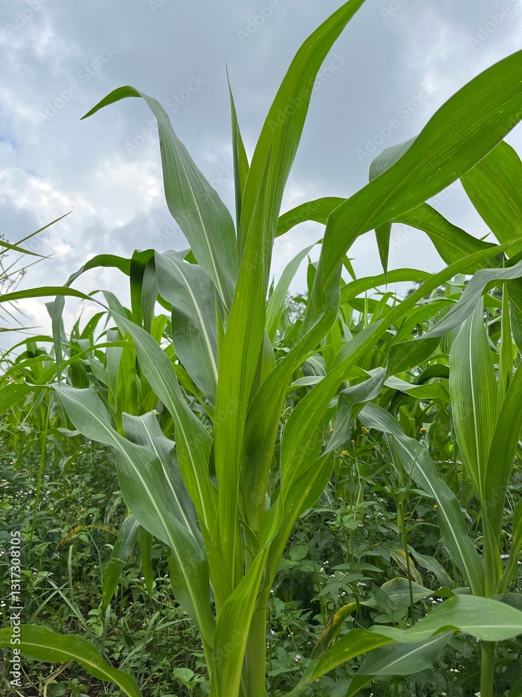 Fototapeta premium green corn field