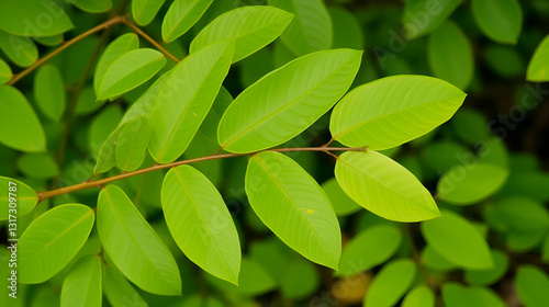 elliptical leaf shapes
