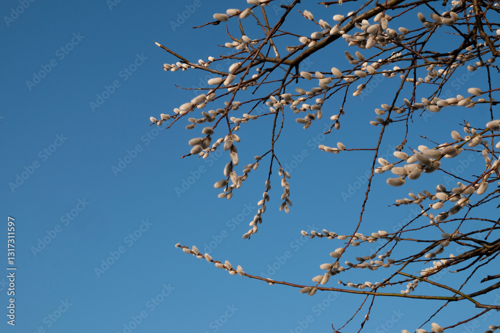 Obraz premium Blooming willow branches against a bright blue sky on a sunny day. 