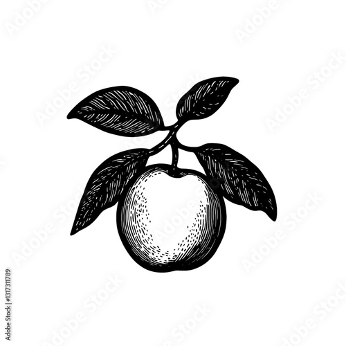 Elegant hand-drawn apple with leaves showcasing natural beauty and simplicity in a classic black and white design