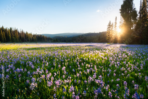 Cuadro en lienzo High Dynamic Range In Blossoming Alpine Meadow