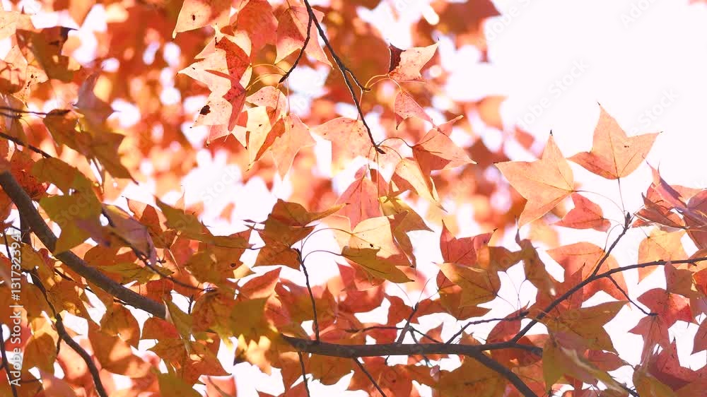 Autumn Display of Vibrant Thick Maple Leaves in Golden Hues Under Bright Sunlight Autumn Display of Vibrant Thick Maple Leaves in Golden Hues Under Bright Sunlight