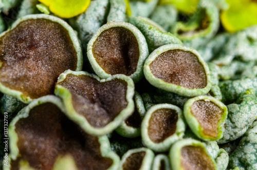 Species of Xanthoparmelia, brown reproductive organs of lichen - apothecium with spores close-up, Odessa photo