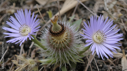 Silybum marianum  ft0211_1594 Maarianohdake Cardo mariano Cardus marianus Ostropest plamisty photo