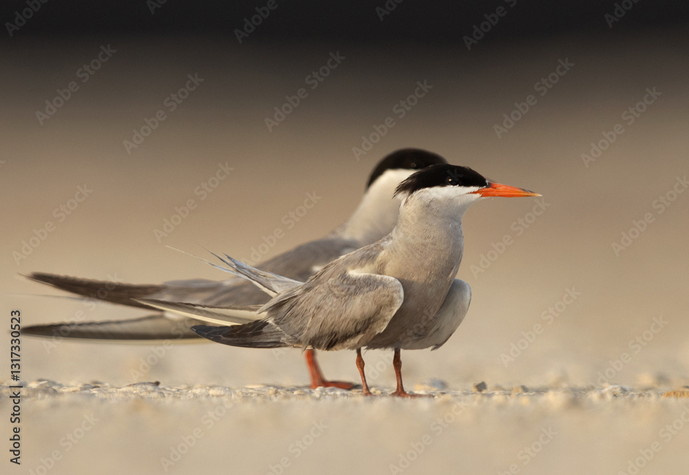 Closeup of a White-cheeked Tern perched on the ground at Tubli, Bahrain Closeup of a White-cheeked Tern perched on the ground at Tubli, Bahrain
