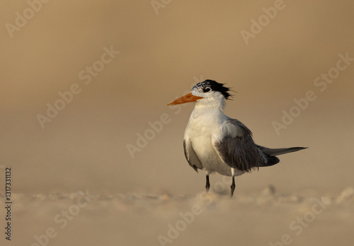 Portrait of Lesser Crested Tern at tubli bay, Bahrain