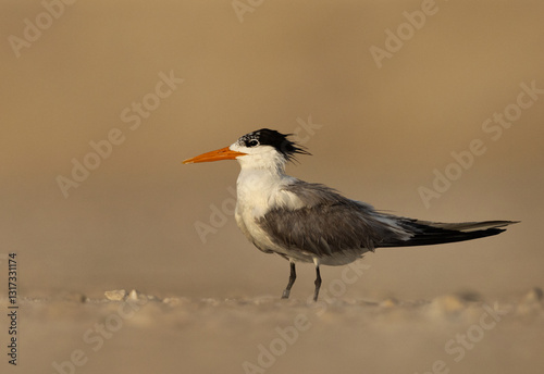 Portrait of Lesser Crested Tern at tubli, Bahrain