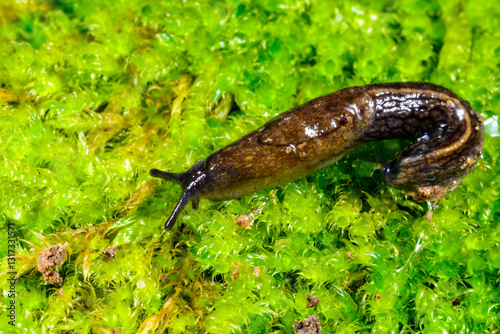 Milax gagates, a slug crawls on a green background of moss, Ukraine photo