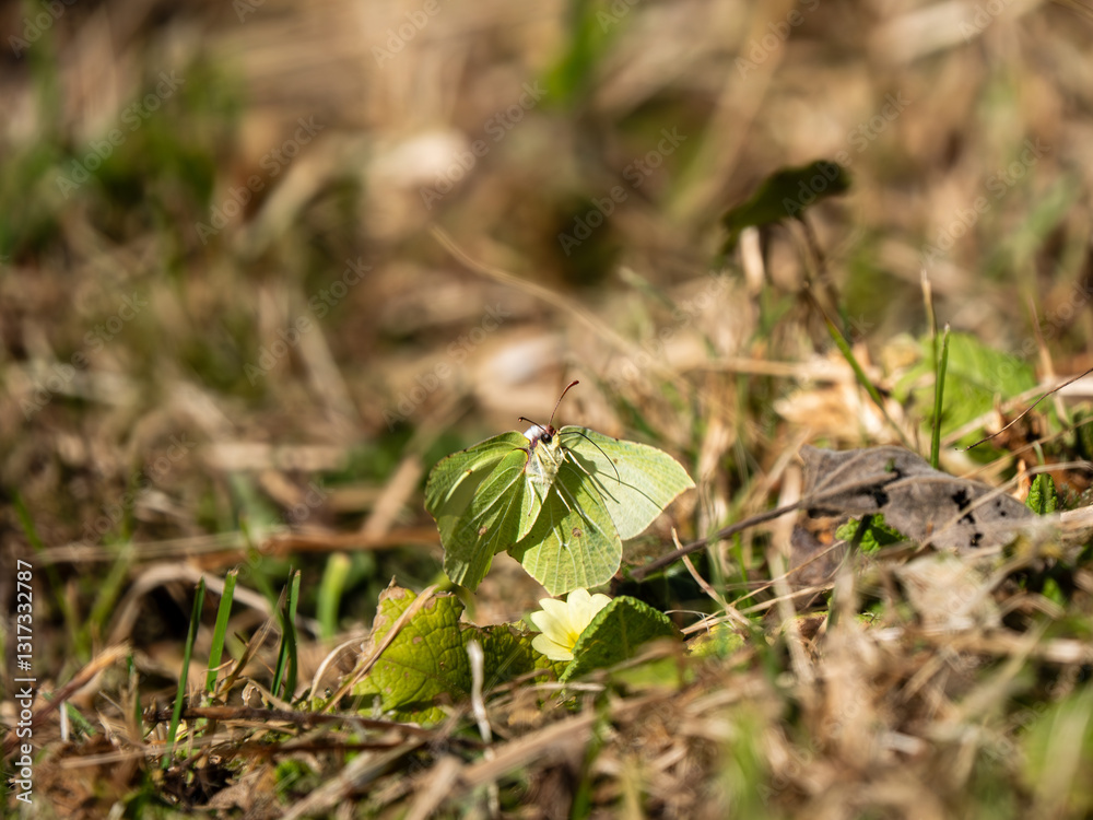 Male Brimstone Flying over Primroses