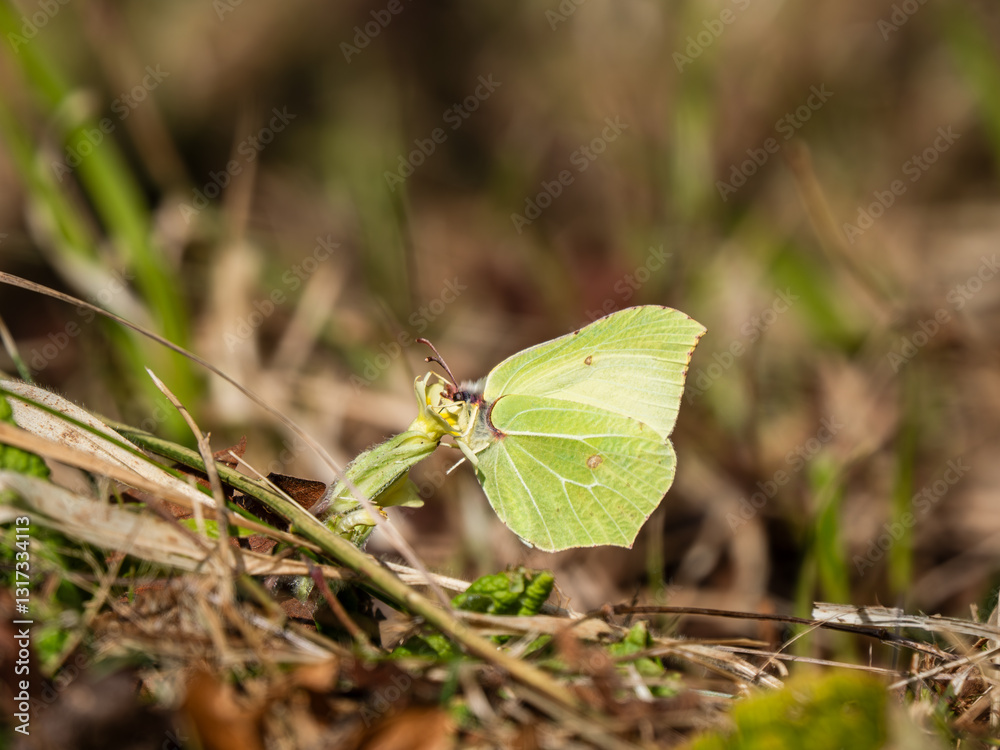 Male Brimstone Feeding on a Primrose