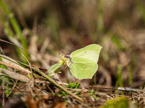 Obraz na płótnie Male Brimstone Feeding on a Primrose w salonie