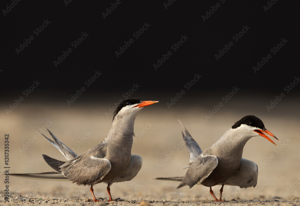Obraz premium Courtship dance of White-cheeked Terns at Tubli, Bahrain