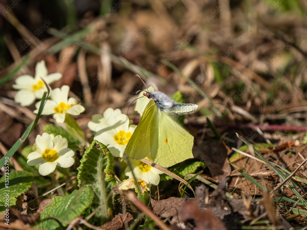 Male Brimstone Flying over Primroses