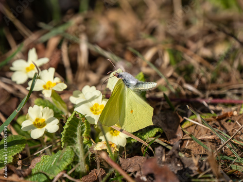 Obraz na płótnie Male Brimstone Flying over Primroses w salonie