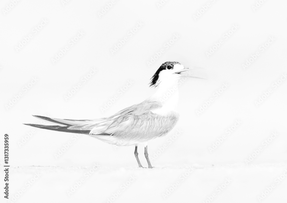 Fototapeta premium Lesser Crested Tern perched on ground at tubli, a highkey image