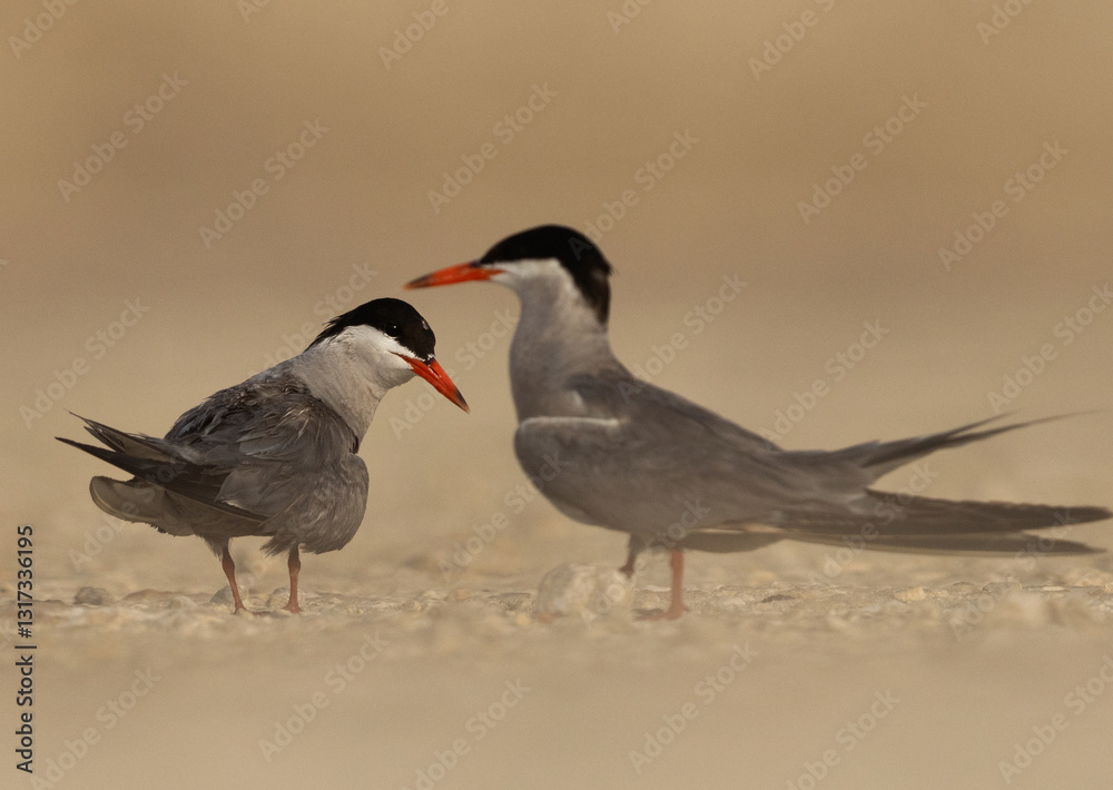 Obraz premium Courtship dance of White-cheeked Terns
