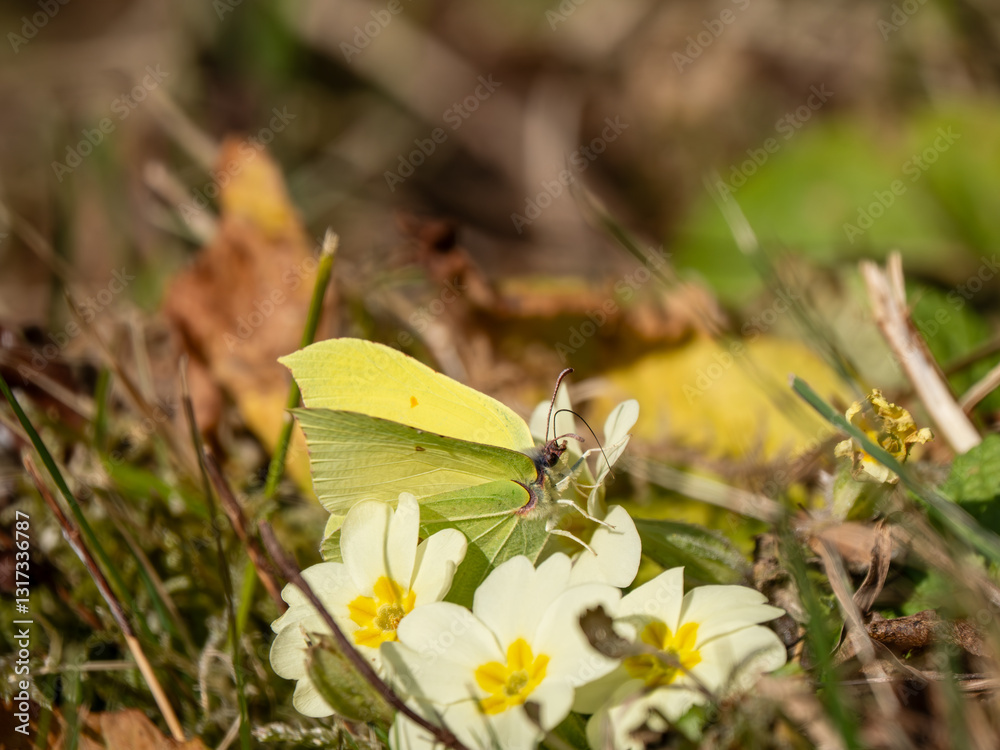 Male Brimstone Feeding on a Primrose