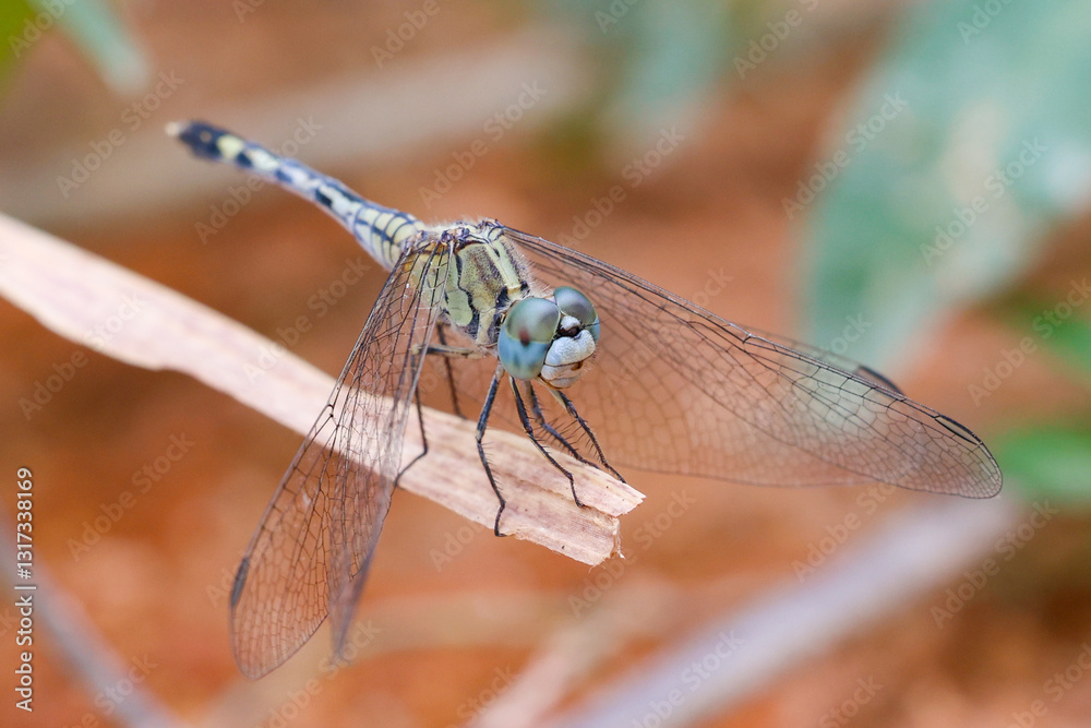 Dragonflies are winged insects that feed on other insects. Diplacodes trivialis males have blue body, thorax and abdomen. Females have green body, thorax and abdomen. Dragonflies are winged insects that feed on other insects. Diplacodes trivialis males have blue body, thorax and abdomen. Females have green body, thorax and abdomen.