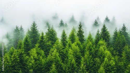 Misty forest trees in foggy morning, mysterious fog and atmospheric landscape misty